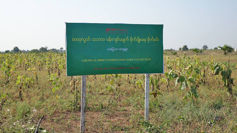 ျမစ္သားၿမိဳ႕နယ္တြင္ ဓာတုလြတ္ စံျပစိုက္ပ်ဳိးခင္း စတင္ (သတင္းဓာတ္ပံု)