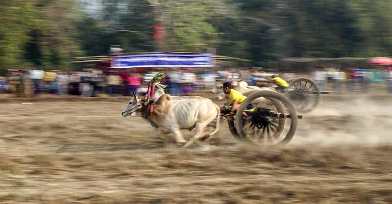 ျပည္ေထာင္စုေန႔အထိမ္းအမွတ္ ႏြားလွည္းၿပိဳင္ပြဲက်င္းပ