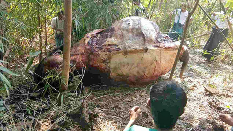 ပဲခူး႐ိုးမအတြင္း ဆင္တေကာင္ ေသနတ္ျဖင့္ ပစ္သတ္ခံရ