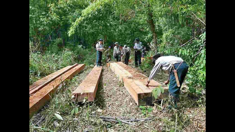 မင္းကင္းနယ္တြင္ တရားမဝင္ ကညင္သစ္ခြဲသား ၇ တန္ေက်ာ္ ပိုင္ရွင္မဲ့ ဖမ္းဆီးမိ