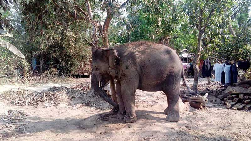 ဆပ္ကပ္ဆင္ အစြယ္ျဖင့္ထိုးသျဖင့္ မ်က္မျမင္အဘိုးအို ေသဆံုး