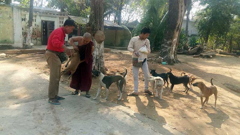 မံုရြာၿမိဳ႕တြင္ ေခြးေလေခြးလြင့္ႏွင့္အိမ္ေမြးေခြးမ်ားကုိ ေခြး႐ူးျပန္ကာကြယ္ေဆး ထိုးေပး
