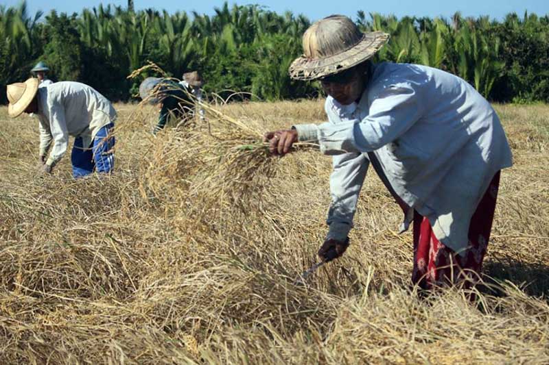 လယ္ယာက႑တိုးတက္ရန္ အစုိးရက နည္းပညာပုိင္း ကူညီရန္ လုိအပ္