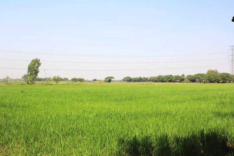 ေအာင္ေရတမံကို ဖ်က္ဆီးခဲ့သျဖင့္ ဒိုက္ဦးတြင္ ေႏြစပါးစိုက္ဧက ၂၅၀ ေက်ာ္ ေရျပတ္