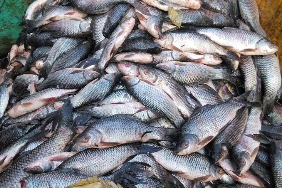 ေဆာ္ဒီႏိုင္ငံမွ ျမန္မာ့ငါးတင္သြင္းမႈ ရပ္ဆိုင္းထားသည့္ကိစၥ အစိုးရခ်င္းညိႇႏိႈင္းမည္
