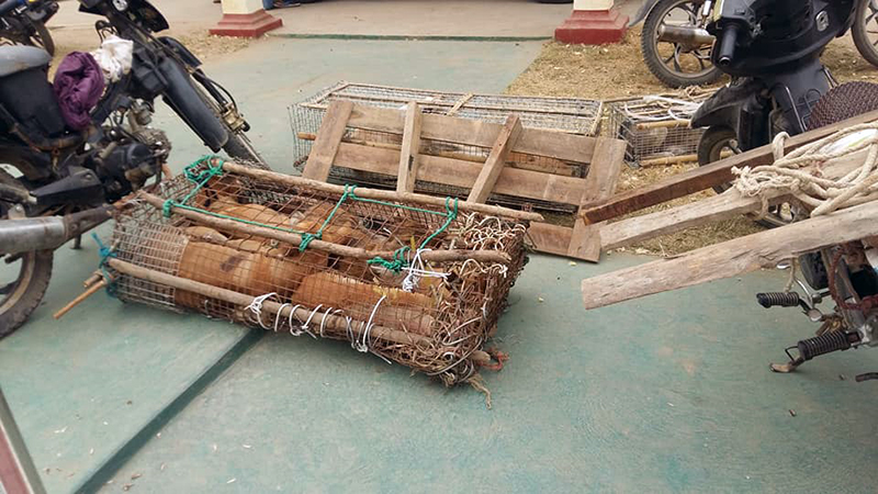 မံုရြာၿမိဳ႕တြင္ ေခြးသူခိုးမ်ား ဖမ္းဆီးရမိ