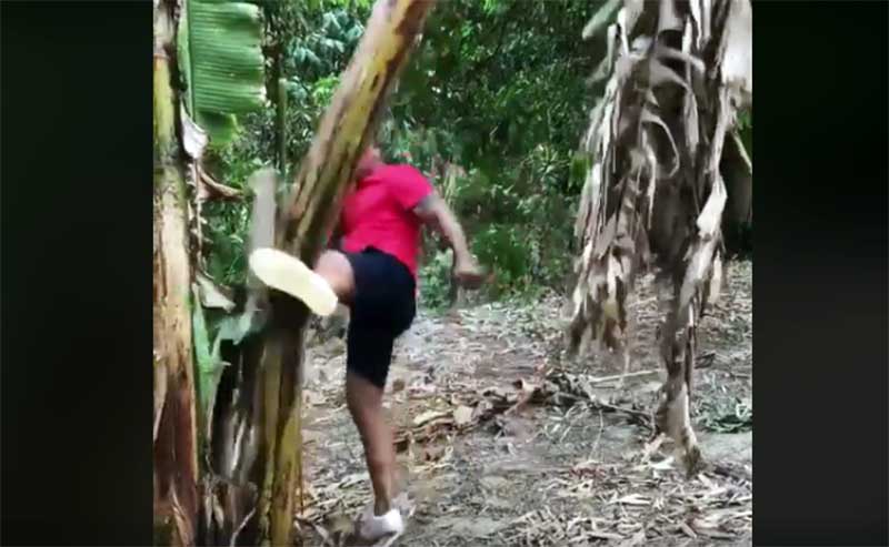 ျမန္မာ့စပါးႀကီးေႁမြ ေအာင္လအန္ဆန္ရဲ႕ ကန္ခ်က္ ဘယ္ေလာက္ျပင္းသလဲ (႐ုပ္သံ)