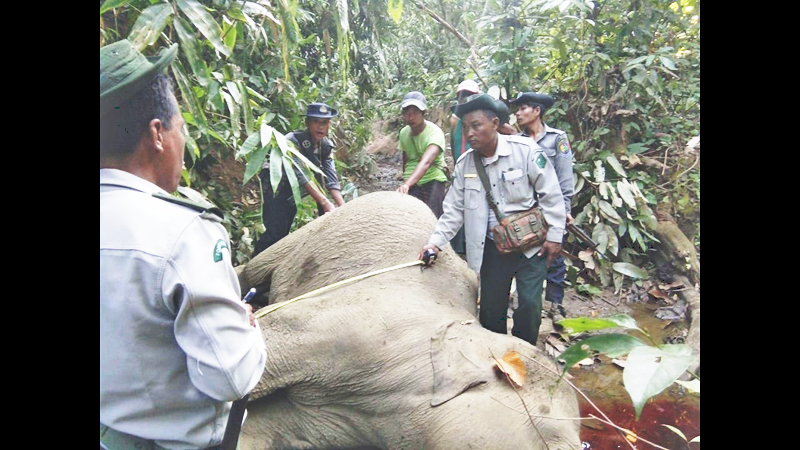 သစ္ခုိးသူမ်ားႏွင့္ဆင္ခုိးသတ္သူမ်ားကုိ လုိအပ္ရင္ ပစ္ခတ္ဖမ္းဆီးရန္ ဒုသမၼတ ဦးျမင့္ေဆြေျပာ