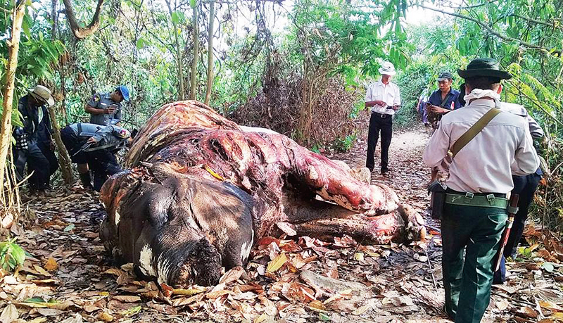 တုိက္ႀကီးၿမိဳ႕နယ္တြင္ အေရခြံခြာ၊ အစြယ္ျဖတ္ခံထားရသည့္ ဆင္ေသတေကာင္ေတြ႔ရွိ