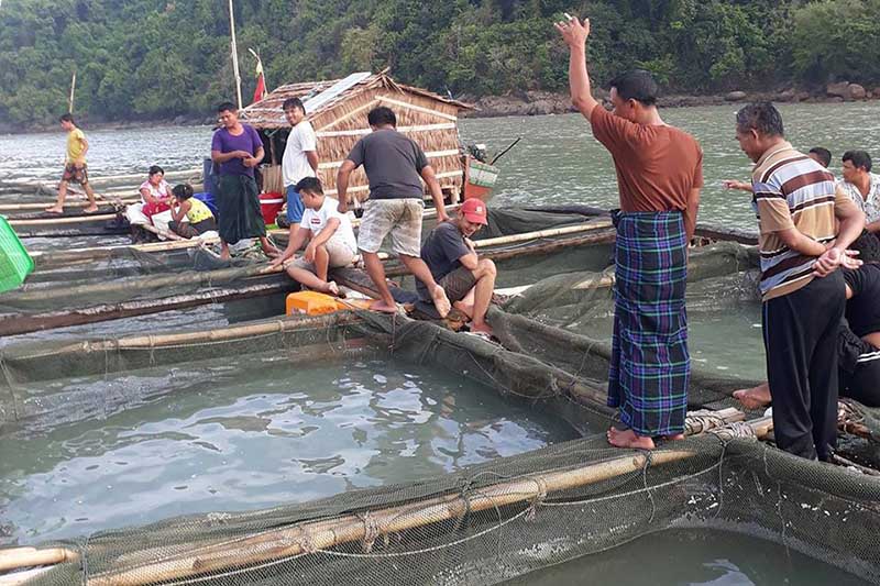 ေရးၿမိဳ႕နယ္တြင္ ကကတစ္ငါး စီးပြားျဖစ္ေမြးျမဴတင္ပို႔ႏုိင္ေရးအလားအလာေကာင္း