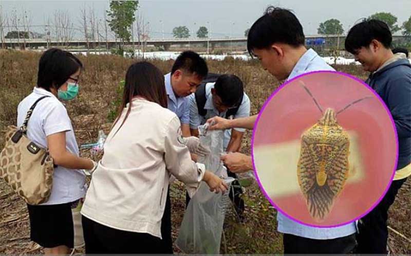 ျမန္မာႏွင့္ထိုင္း အလုပ္သမားမ်ား အစာအဆိပ္သင့္ခဲ့သည့္ အင္းဆက္ပိုးကုိ ဓာတ္ခြဲစစ္ေဆး