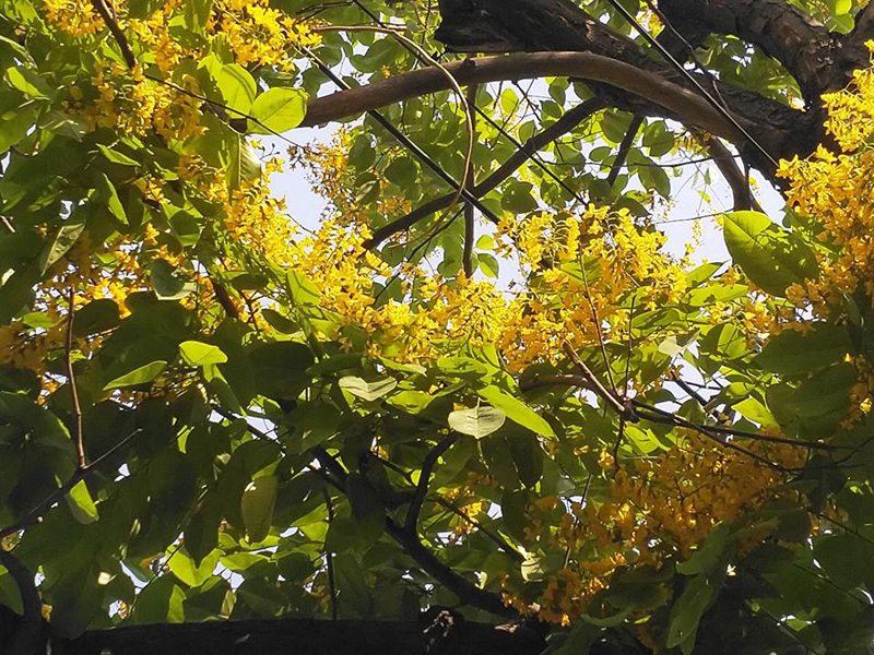 မႏၲေလးၿမိဳ႕တြင္ သၾကၤန္အႀကိဳမိုးႏွင့္အတူ ပိေတာက္ပန္းမ်ားပြင့္ေန (ဓာတ္ပံု)