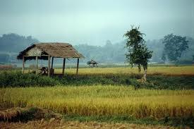 ဂက္စ္ပိုက္လိုင္းေၾကာင့္ သီေပါေတာင္သူမ်ား လယ္ယာစိုက္ပ်ိုးေရး အခက္ေတြ ့