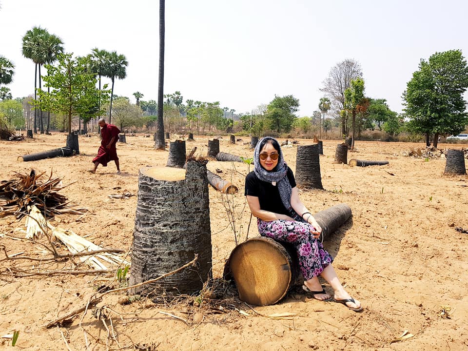 ပုဂံ-ေညာင္ဦးေဒသရွိ ထန္းေတာမ်ားထိန္းသိမ္းေရး ေစတနာရွင္မ်ားေဆာင္ရြက္ေန