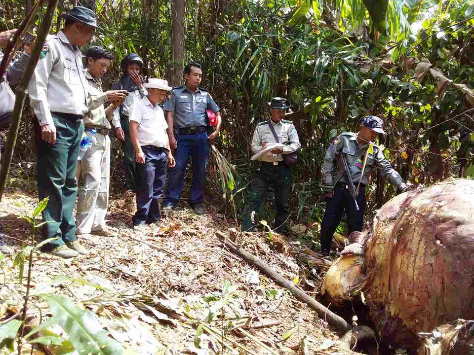 မသကၤာဖြယ္ ရြာသား ၂ ဦးကို စစ္ေဆးရာမွ သတ္ထားသည့္ ဆင္ႏွင့္ လက္နက္မ်ားဖမ္းမိ