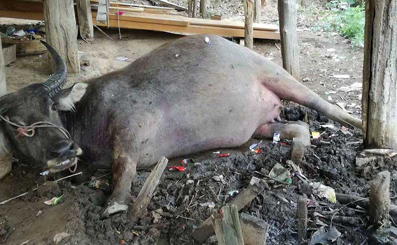အင္းေတာ္တြင္ ေပါင္ပုပ္လက္ပုပ္ေရာဂါေၾကာင့္ ကၽြဲႏြား ၄ ေကာင္ေသဆံုး