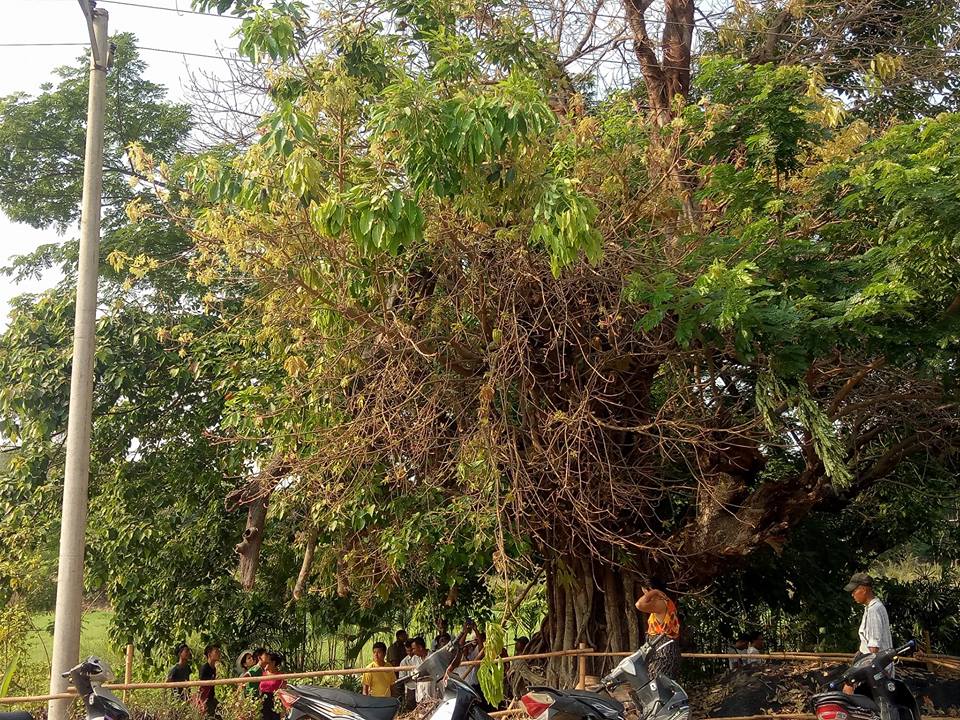 ​ေတာင္​ငူၿမိဳ႕တြင္​ အမ်ဳိးသားတဦး ​ေညာင္​ဖူးတက္​ခူးရာမွ ဓာတ္​လိုက္​​ေသဆုံး