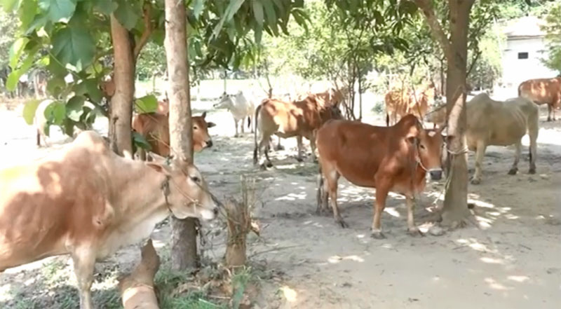 ႏြား ၃၃ ေကာင္ တရားမဝင္ တင္လာသည့္ ကားတစီးဖမ္းမိ