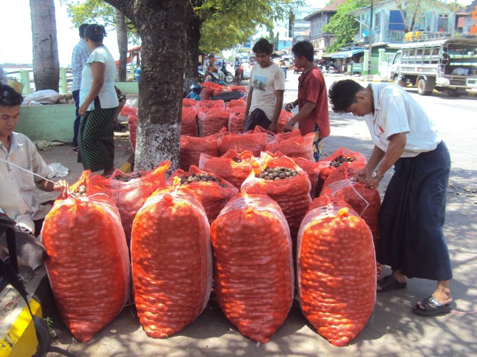 ၿမိတ္ေဒသထြက္တညင္းသီး အေရာင္းအ၀ယ္ေအးေန