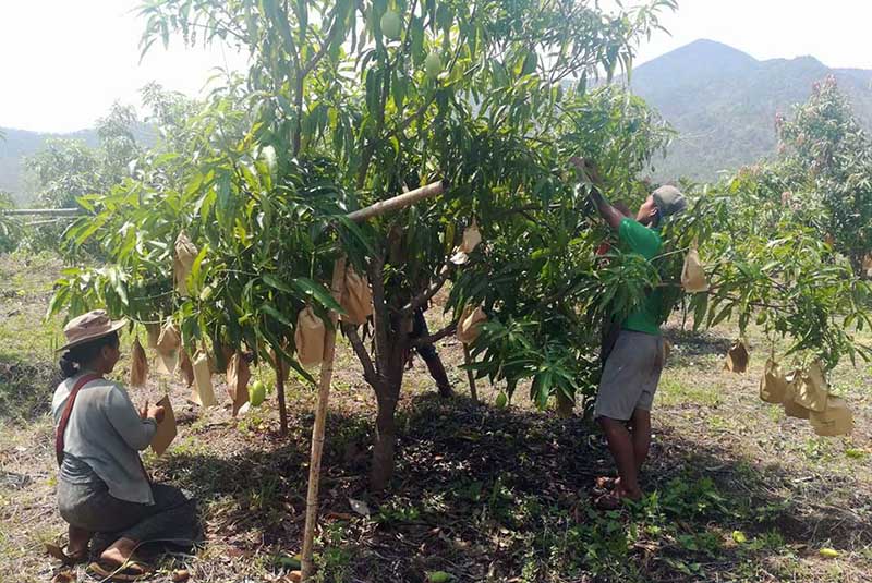 ရာသီဥတုေၾကာင့္ ကေလးၿမိဳ႕တြင္ စိန္တလံုးသရက္စိုက္ပ်ိဳးသူမ်ား အ႐ံႈးေပၚ