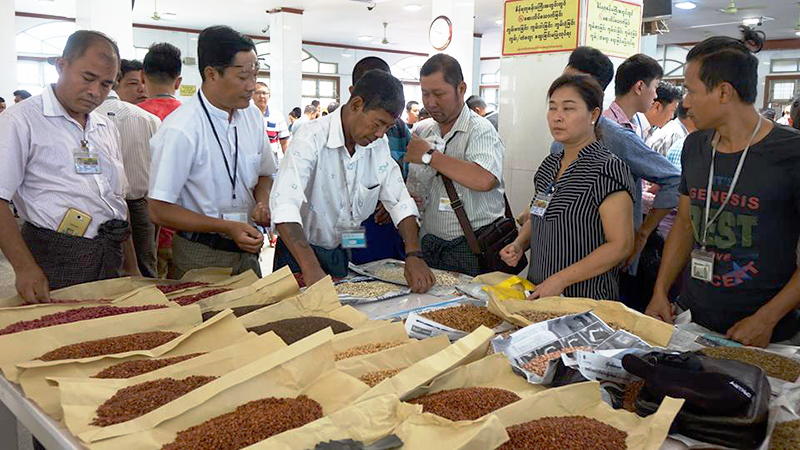 မႏၲေလး ကုန္စည္ဒုိင္တြင္ ပဲစင္းငံုေဈးႏႈန္း ျမင့္တက္