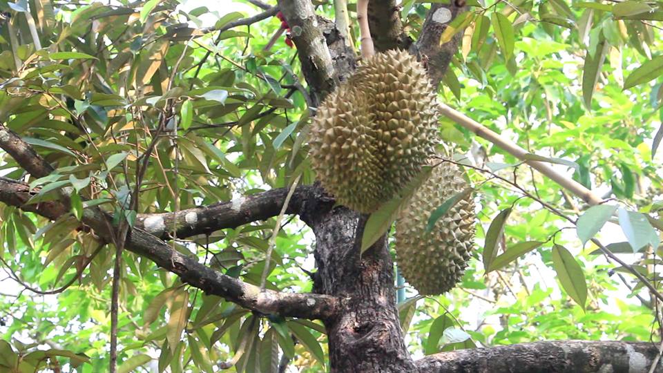 ကရင္ျပည္နယ္တြင္ ဒူးရင္းသီးျခံမ်ား ပိုးက်ေနသျဖင့္ နည္​းပညာအကူအညီ လိုအပ္​​ေန