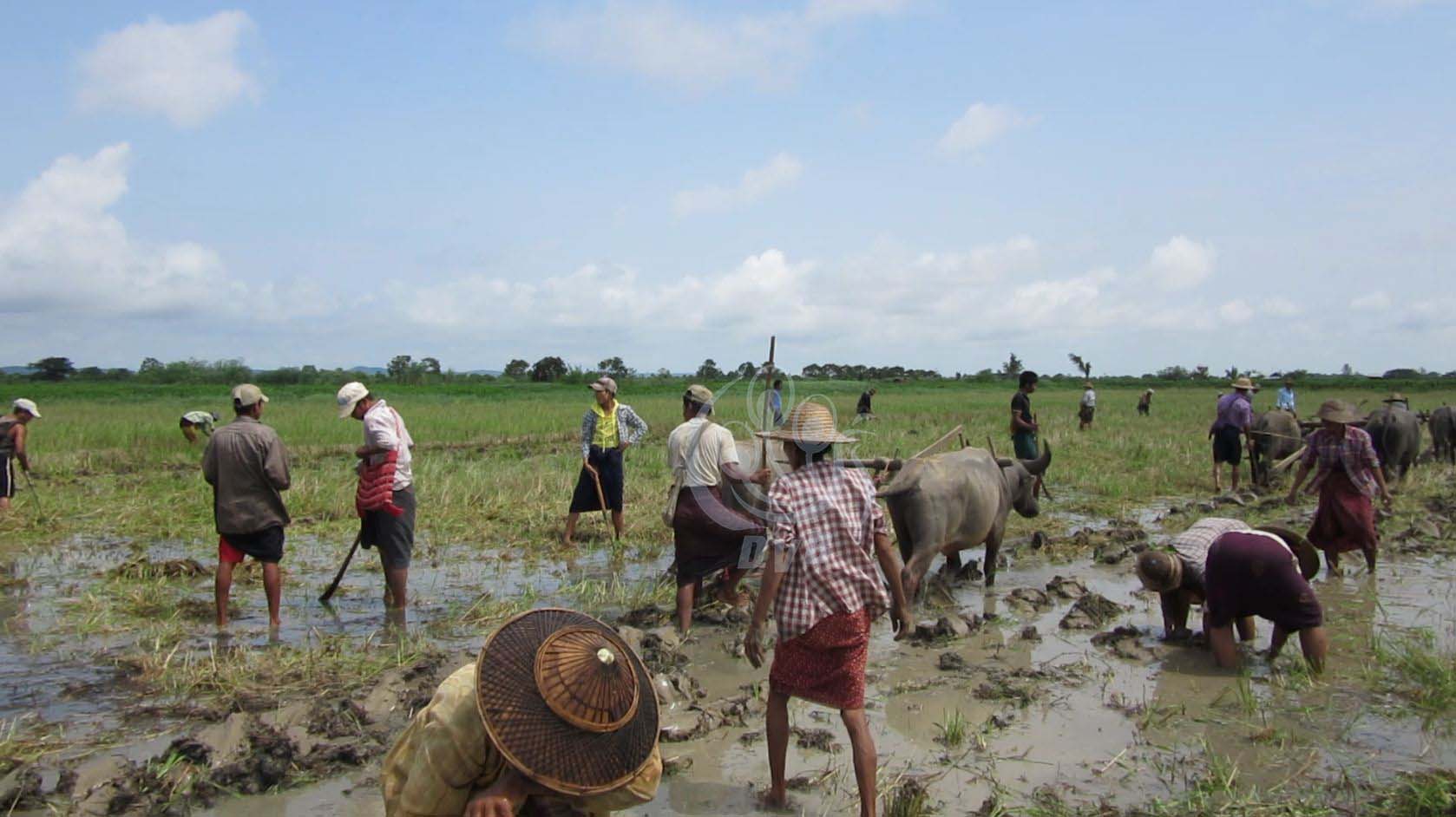 စိုက္ပ်ိဳးစရိတ္ထုတ္ေခ်းမည့္ ပံုစံလယ္သမားမ်ား အဆင္မေျပႏိုင္