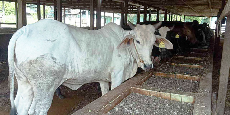 မိတီၳလာၿမိဳ႕နယ္တြင္ ဘရာမင္အသားတိုးႏြားမ်ား ေဈးေကာင္းရ၍ ေမြးျမဴသူမ်ားလာ