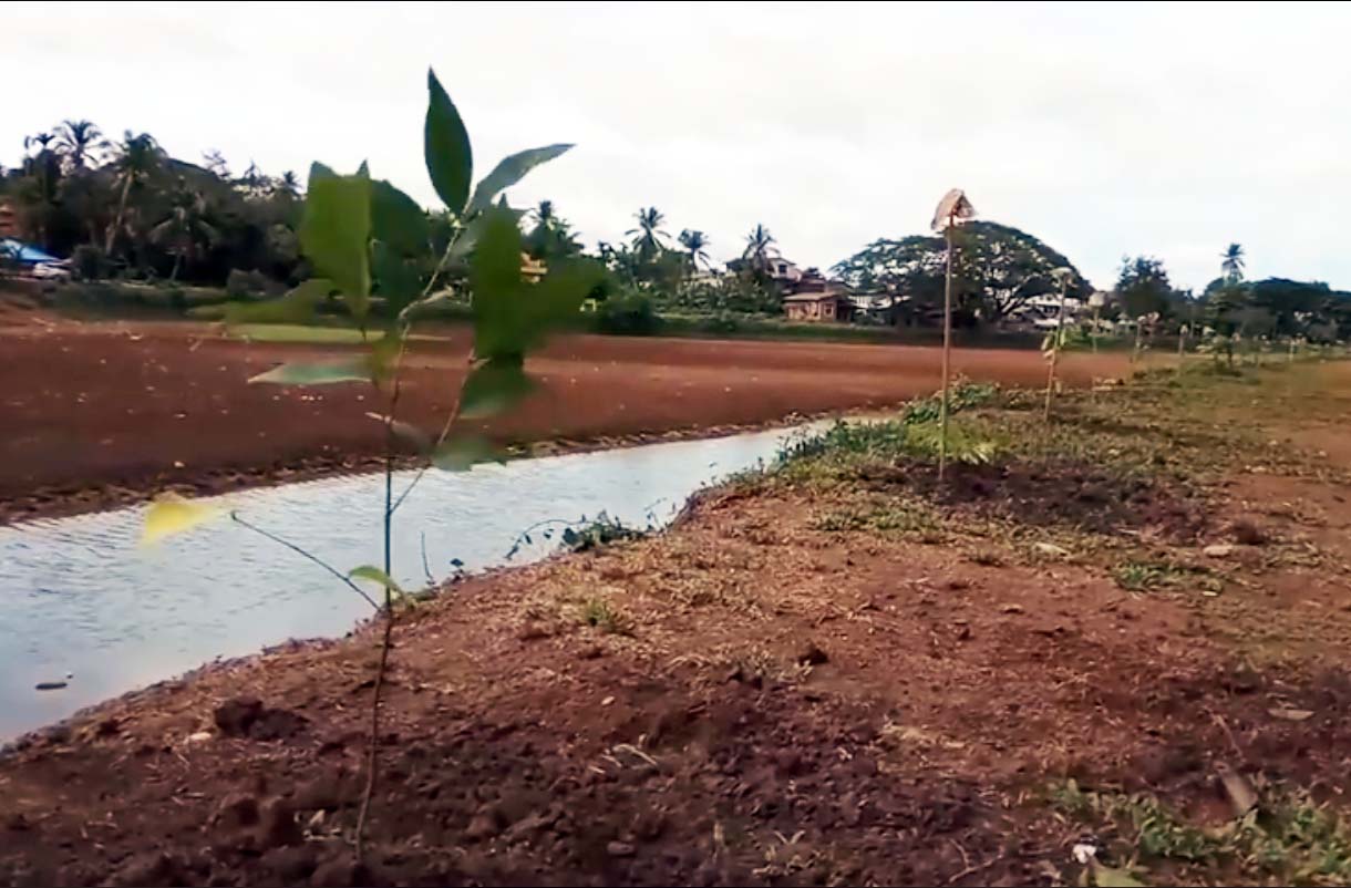 ေရးၿမိဳ႕ ေရွးေဟာင္းက်ံဳးေတာ္ႀကီးေဘးတေလၽွာက္ သစ္ပင္ပ်ိဳးပင္မ်ားစတင္စိုက္ပ်ိဳးေန