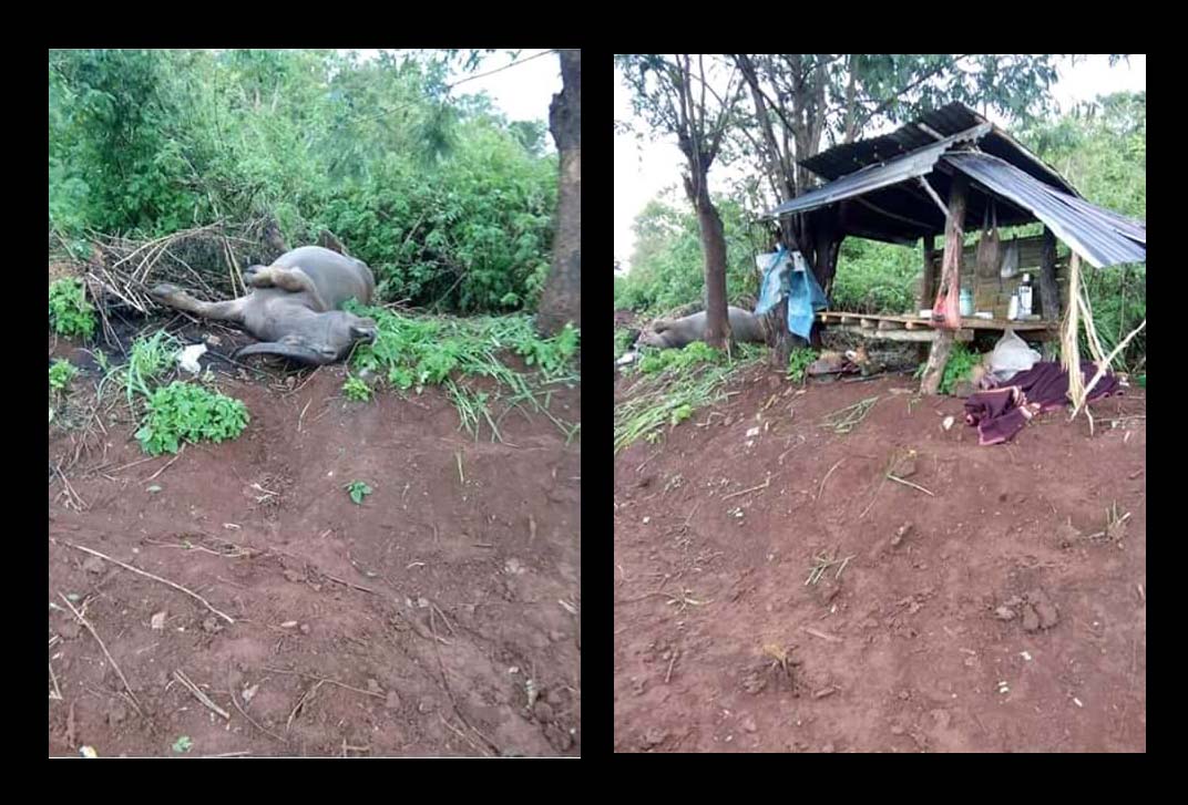 ေက်ာက္မဲတြင္ မိုးႀကိဳးပစ္၍ ေတာင္သူ ၁ ဦးႏွင့္ ကၽြဲ ၁ ေကာင္ ေသဆံုး