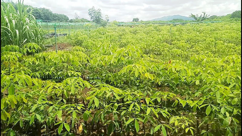 ရာဘာစက္႐ုံမ်ား တည္ေဆာက္ရန္ မုဒံုရွိ ရာဘာျခံ ဧက ၃၀၀ေက်ာ္ကို လႊဲေပးမည္