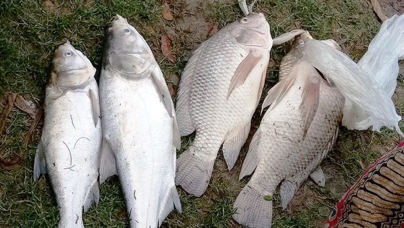 မႏၲေလးကန္ေတာ္ႀကီးတြင္ မိုးရြာၿပီးေနာက္ ငါးတခ်ဳိ႕ေသဆံုး