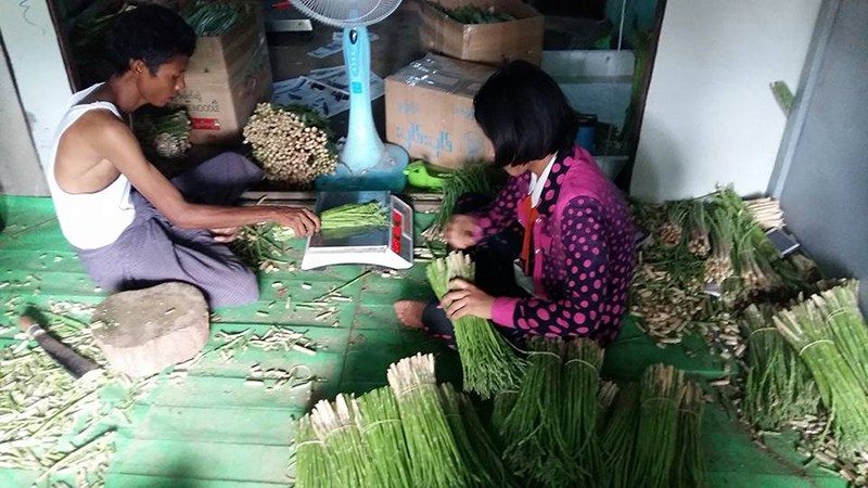ျမင္​းၿခံ ကၫြတ္​စုိက္​​ေတာင္​သူ​မ်ား ဝင္​​ေငြ​ေကာင္​းရရွိေန