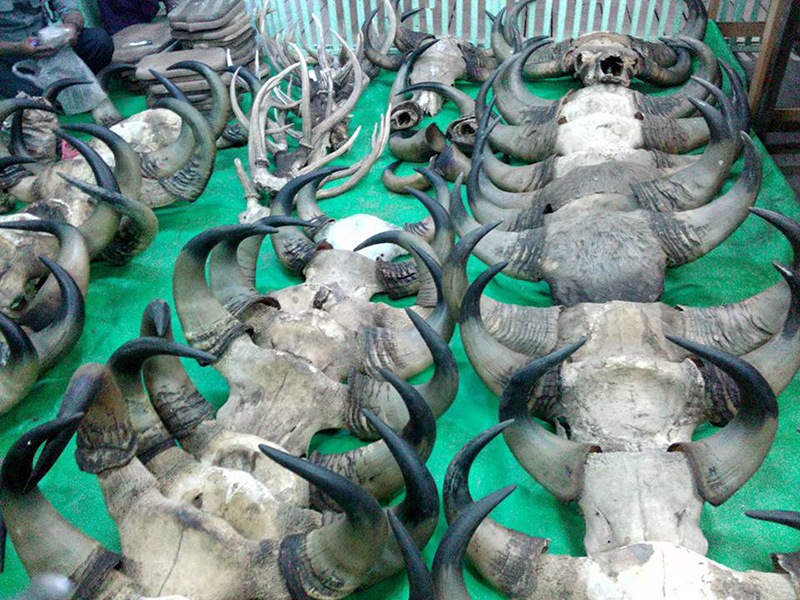 ျမန္​​ေအာင္​တြင္ ဆင္​စြယ္​အပါအဝင္ ​ေတာ႐ိုင္​းတိရစာၦန္​ အစိတ္အပုိင္းမ်ား ဖမ္းမိ