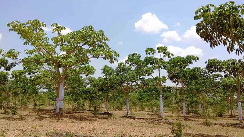 ျမန္မာ့ေလၽွာ္ျဖဴ ျပည္ပႏိုင္ငံမ်ားတြင္ ေဈးကြက္ရရွိေရး ညိႇႏိႈင္းေဆာင္ရြက္ေန