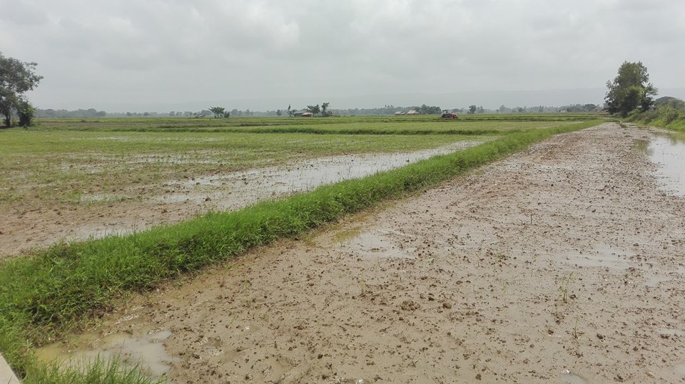 ျဖဴးၿမိဳ႕နယ္တြင္  မိုးအဆက္မျပတ္ရြာသြန္း၍ စပါးခင္းမ်ားပ်က္စီး