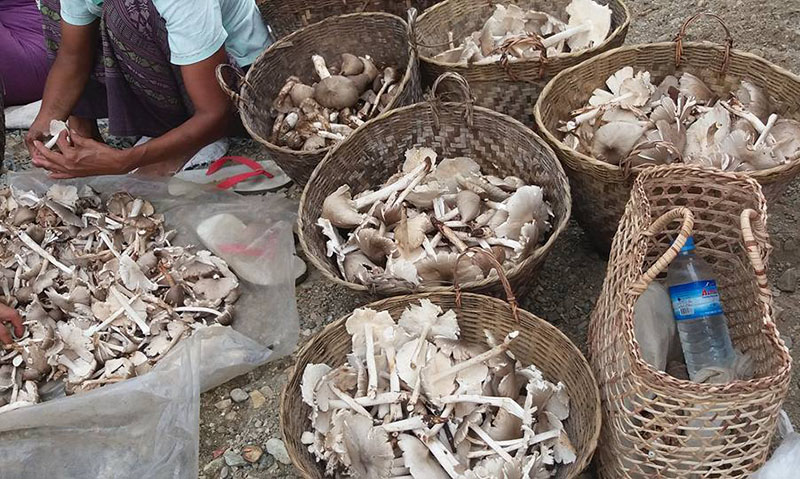 မိုးညႇင္းေဒသထြက္ ေအာ္ဂဲနစ္မိႈ အေၾကာ္မ်ား ထိုင္ဝမ္ကို တင္ပို႔ေရာင္းခ်