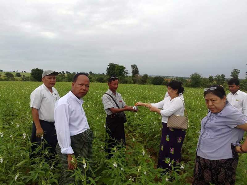 ေရေဘးသင့္ စိုက္ဧကမ်ားအတြက္ အကူညီေပး၊ အခက္ခဲရွိပါက ဆက္သြယ္ရန္ စုိက္ပ်ဳိးေရးဌာနေျပာ