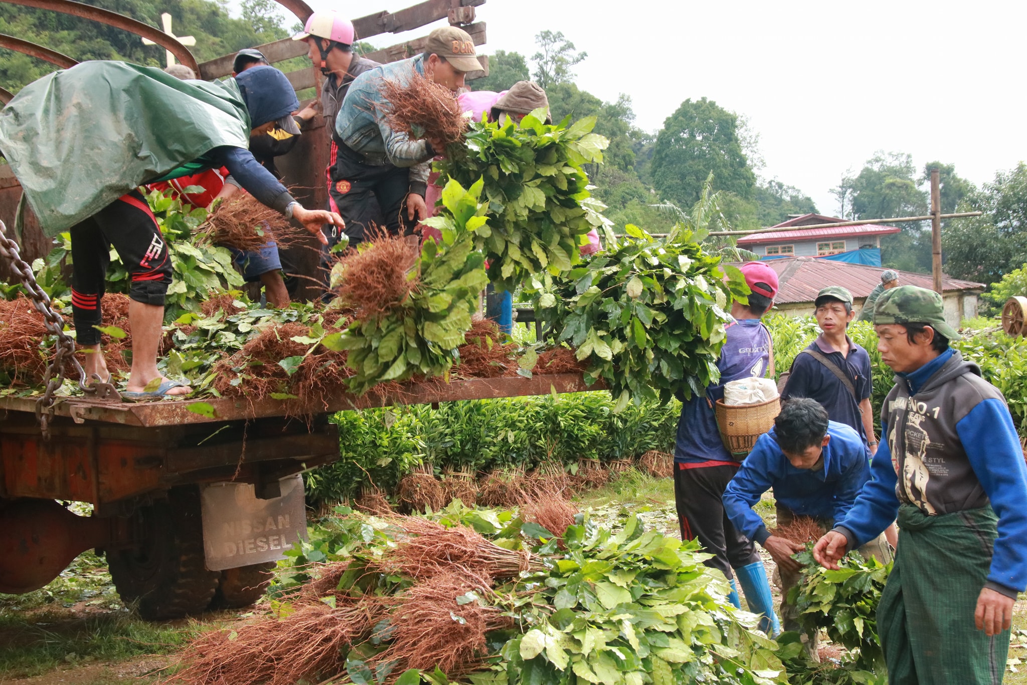 ကယန္​း​ေဒသတြင္​ ​ဘိန္​းစိုက္​ပ်ိဳးမႈ​ေလ်ွာ့ခ်​ေရး ႏွစ္​ရွည္​သီးႏွံပ်ိဳးပင္​ ​ေထာက္​ပံ့