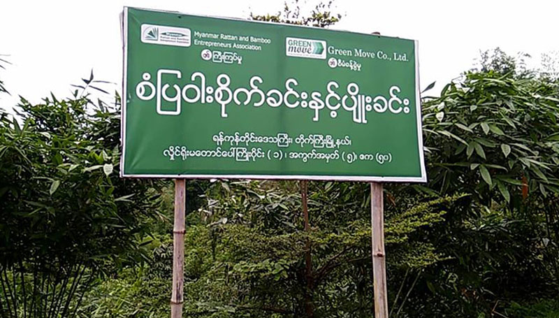 တိုက္ႀကီးၿမိဳ႕နယ္တြင္ ဝါးမ်ိဳးမ်ား စိုက္ပ်ဳိးေရာင္းခ်မႈ ပိုမ်ားလာ