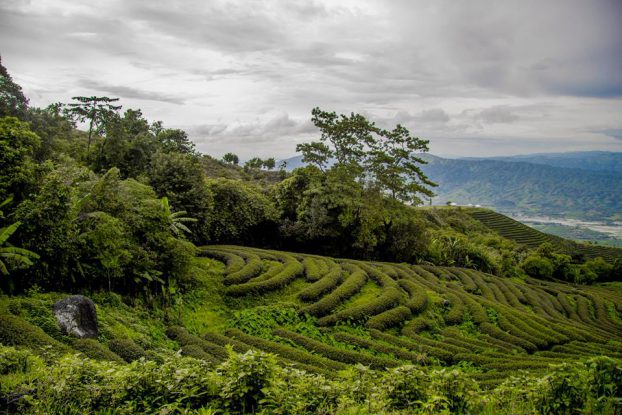 လက္ဖက္ေတာင္သူ ၃၀၀၀ ေက်ာ္ကို ေခ်းေငြထုတ္ေခ်းေပးမည္