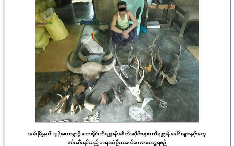 အမ္းၿမိဳ႕နယ္တြင္  ေတာ႐ိုင္းတိရစာၦန္ အစိတ္အပိုင္းမ်ား ဖမ္းမိ