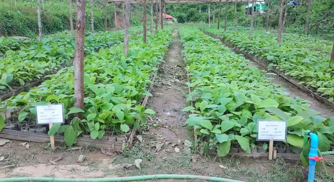 မေကြးတိုင္းအတြင္း သစ္ေတာမ်ားျပန္လည္ထူေထာင္ေရး ပ်ိဳးပင္ ၉ သိန္းခန္႔ အစားထိုးစိုက္ပ်ိဳး