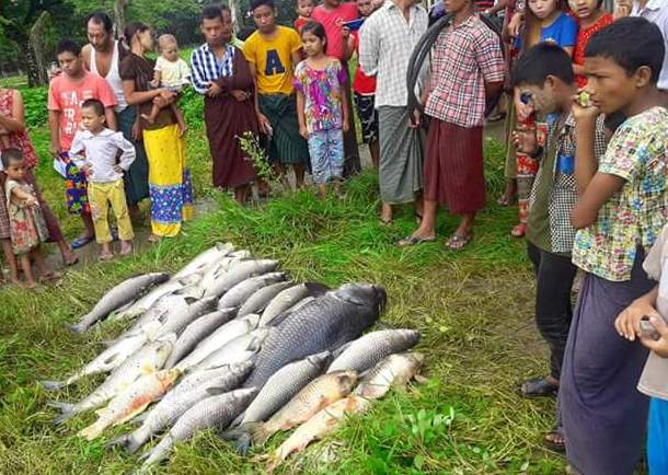 ဒလၿမဳိ႕နယ္ရွိ မဟာသႀကၤန္ ဘုရားႀကီး ေရကန္အတြင္း ငါးမ်ားေသဆုံး
