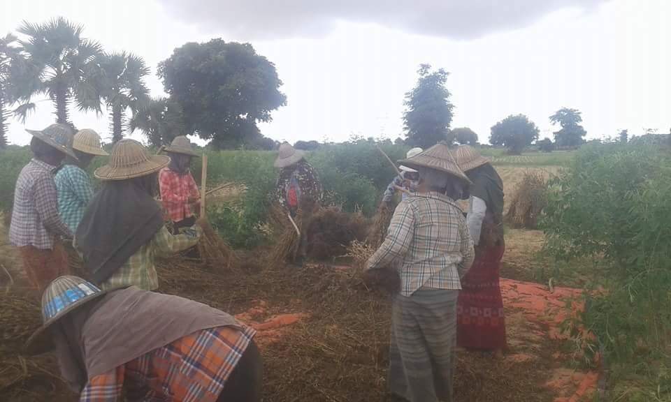 မိုးသည္းထန္စြာ ရြာသြန္းသျဖင့္ မေကြးတိုင္းတြင္ မိုးႏွမ္းစိုက္ေတာင္သူမ်ား အ႐ႈံးေပၚ