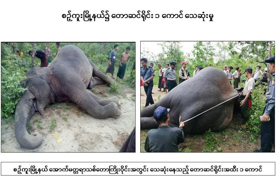 ေတာင္ဆင္႐ိုင္းတေကာင္ အဆိပ္လူးျမားျဖင့္ ပစ္သတ္ခံရ