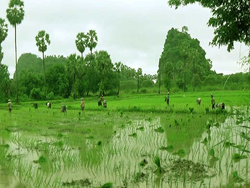 ကရင္ျပည္နယ္တြင္ ပ်က္စီး စပါးခင္းမ်ားအတြက္ သက္တမ္းတိုစပါး အစားထိုးစုိက္မည္