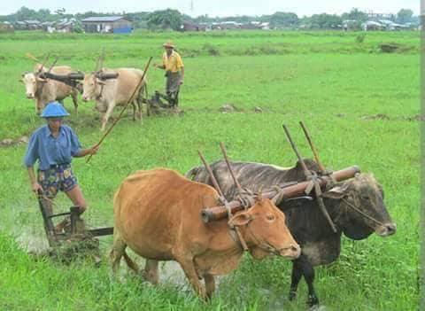ရခိုင္ေတာင္သူမ်ားအတြက္ စုိက္စရိတ္ေခ်းေငြကာလ ၁ လ ထပ္မံတိုးျမႇင့္