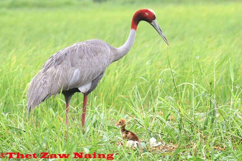 မ်ဳိးသုဥ္းေပ်ာက္ကြယ္ေတာ့မည့္ ႀကိဳးၾကာေခါင္းနီငွက္မ်ား မအူပင္ၿမဳိ႕အနီး ေတြ႔ရွိ