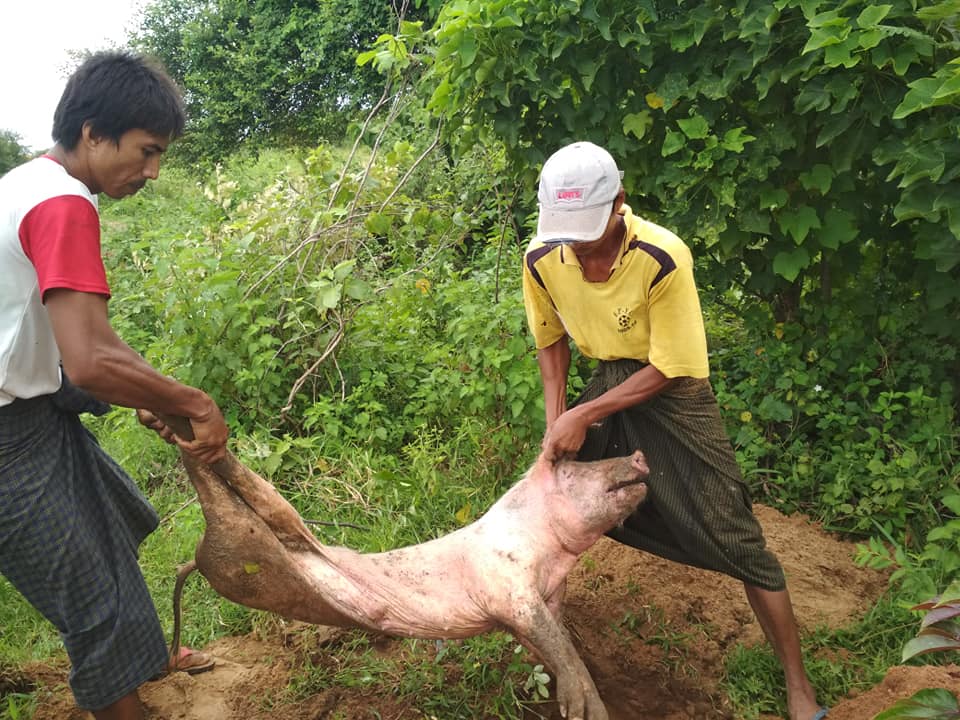 ကနီၿမိဳ႕နယ္တြင္ ျဖစ္ပြားေနသည့္ ဝက္ေရာဂါ မထိန္းခ်ဳပ္ႏိုင္ေသး